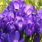 nielen-tulipany-tychto-sedem-cibulovin-sa-oplati-vysadit-v-oktobri.webp.webp